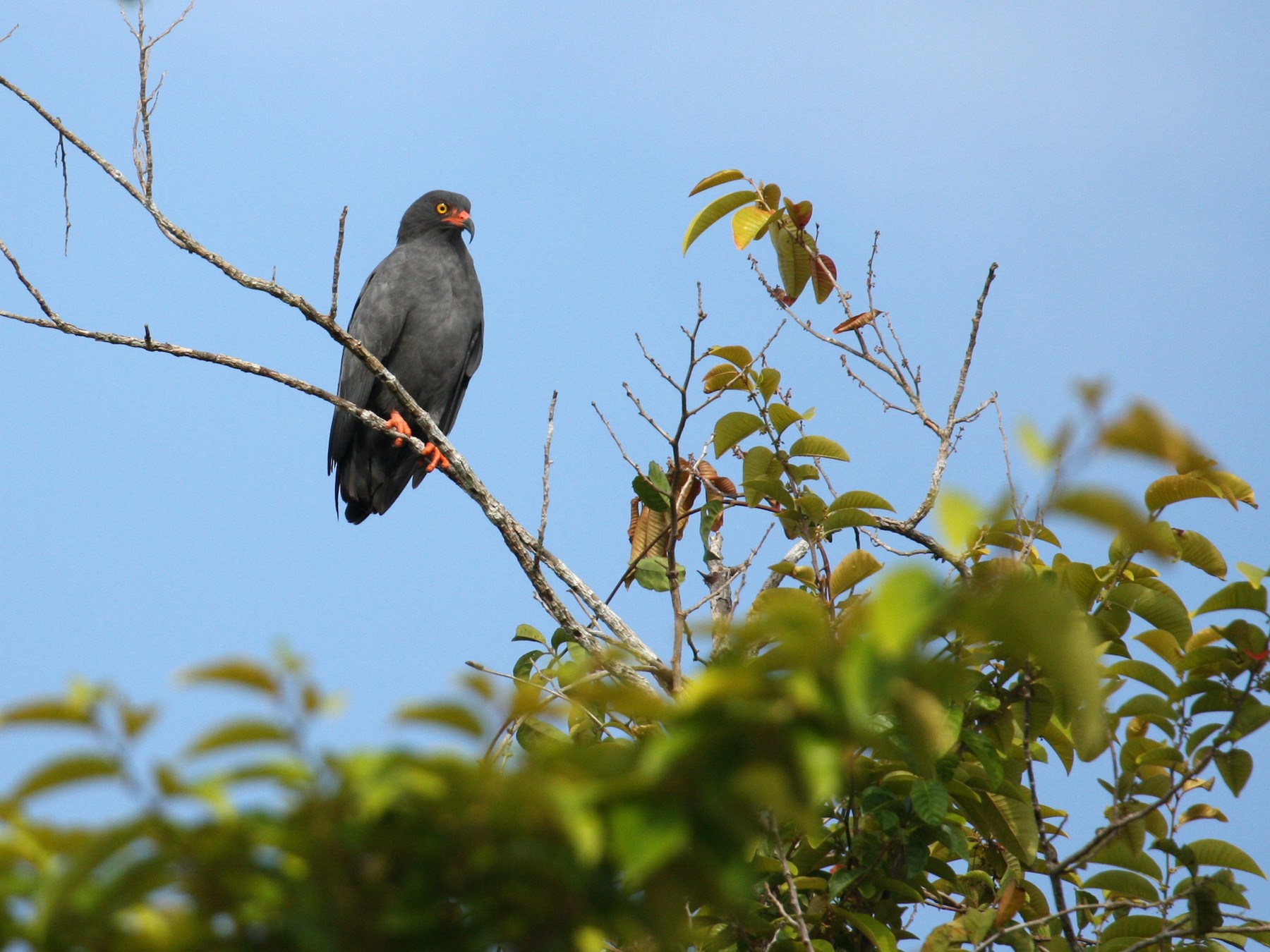 Slender-billed Kite - Marshall Iliff