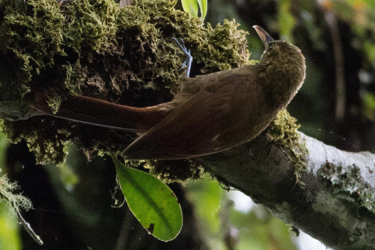 Spotted Woodcreeper - ML148636721