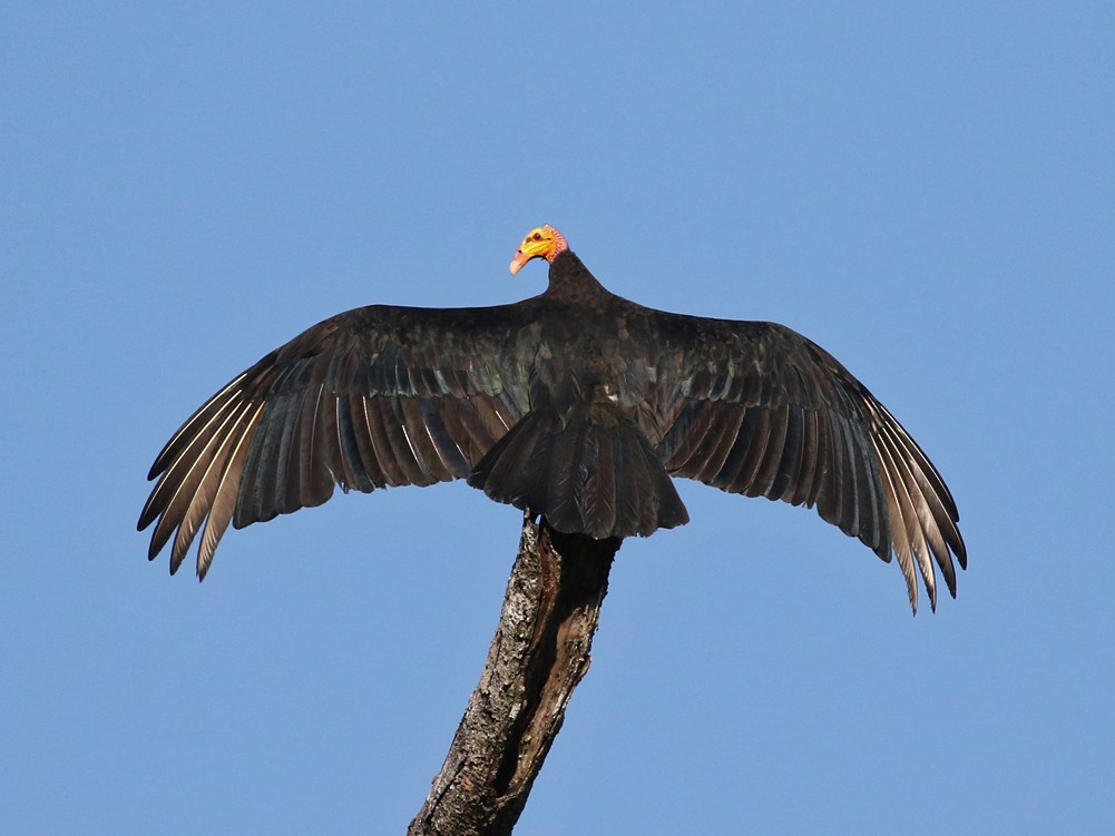 Greater Yellowheaded Vulture eBird