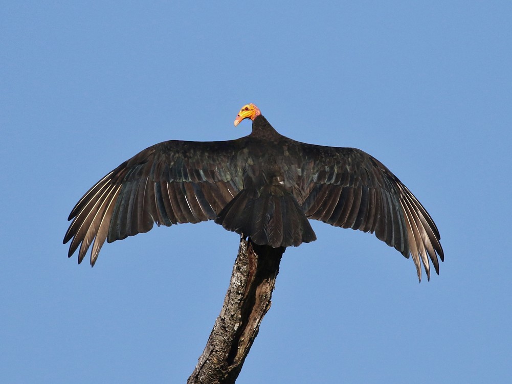 Greater Yellow-headed Vulture - Charley Hesse TROPICAL BIRDING