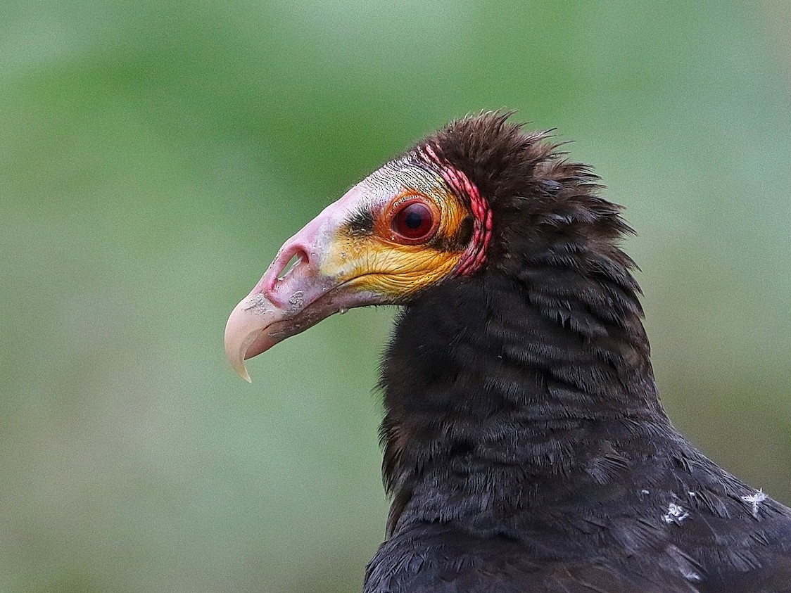 Greater Yellow-headed Vulture - Jeff Tingle