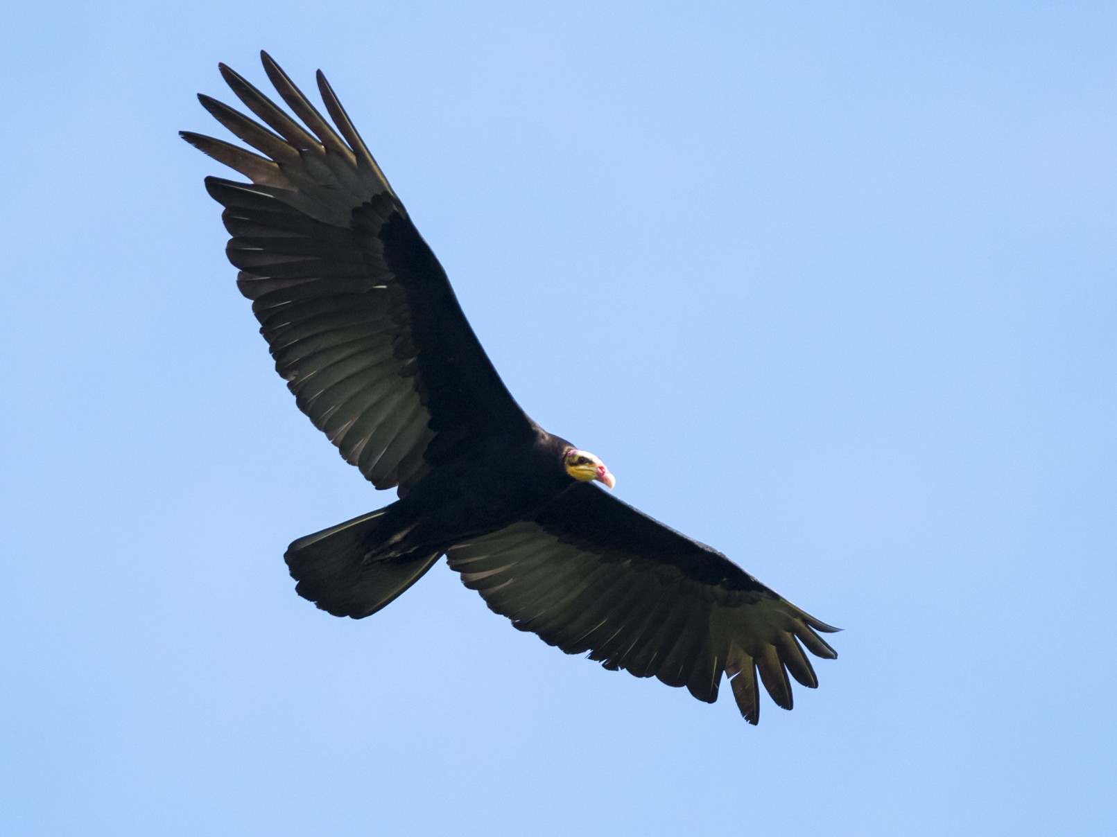 Greater Yellow-headed Vulture - Claudia Brasileiro