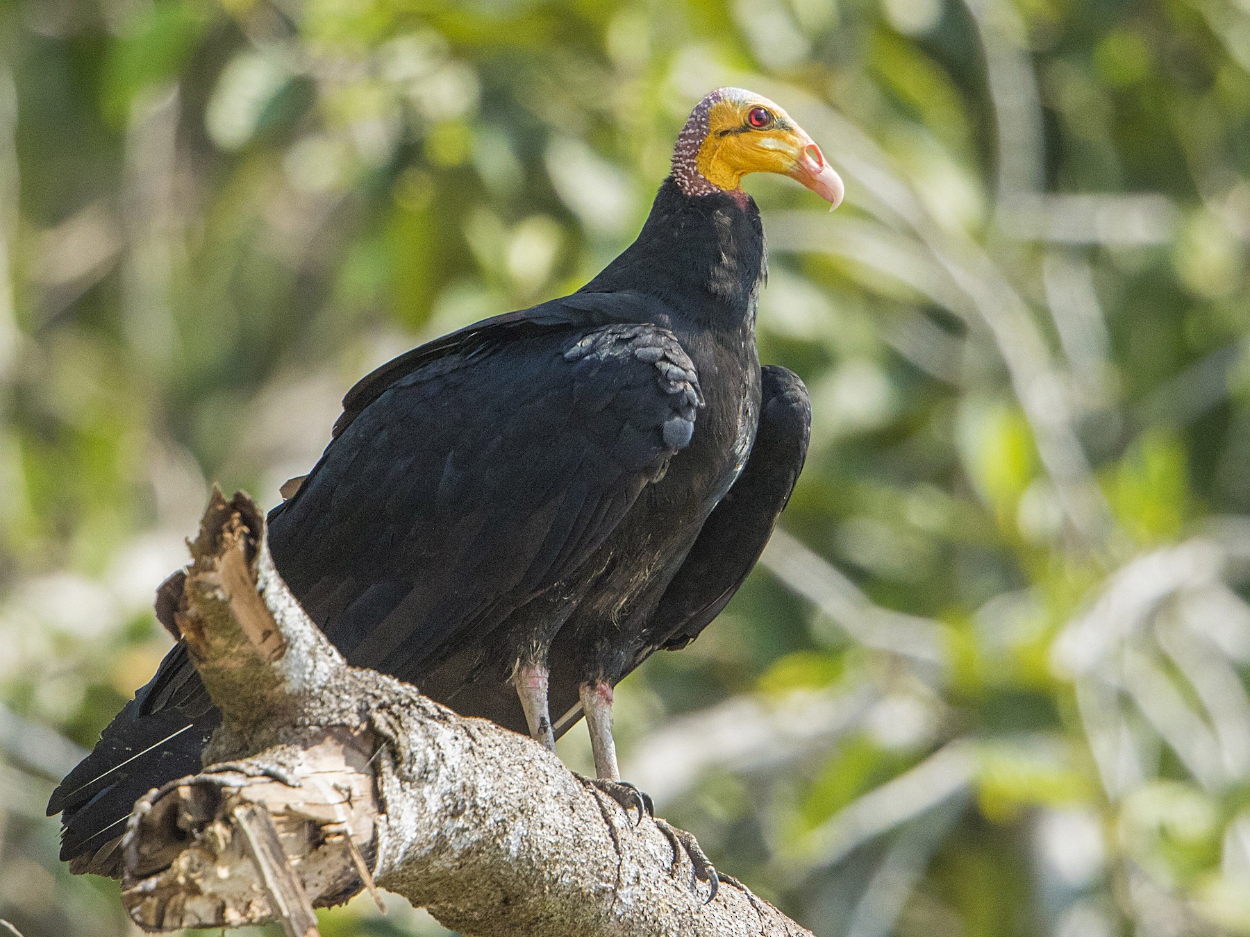 Greater Yellow-headed Vulture - Bradley Hacker 🦜