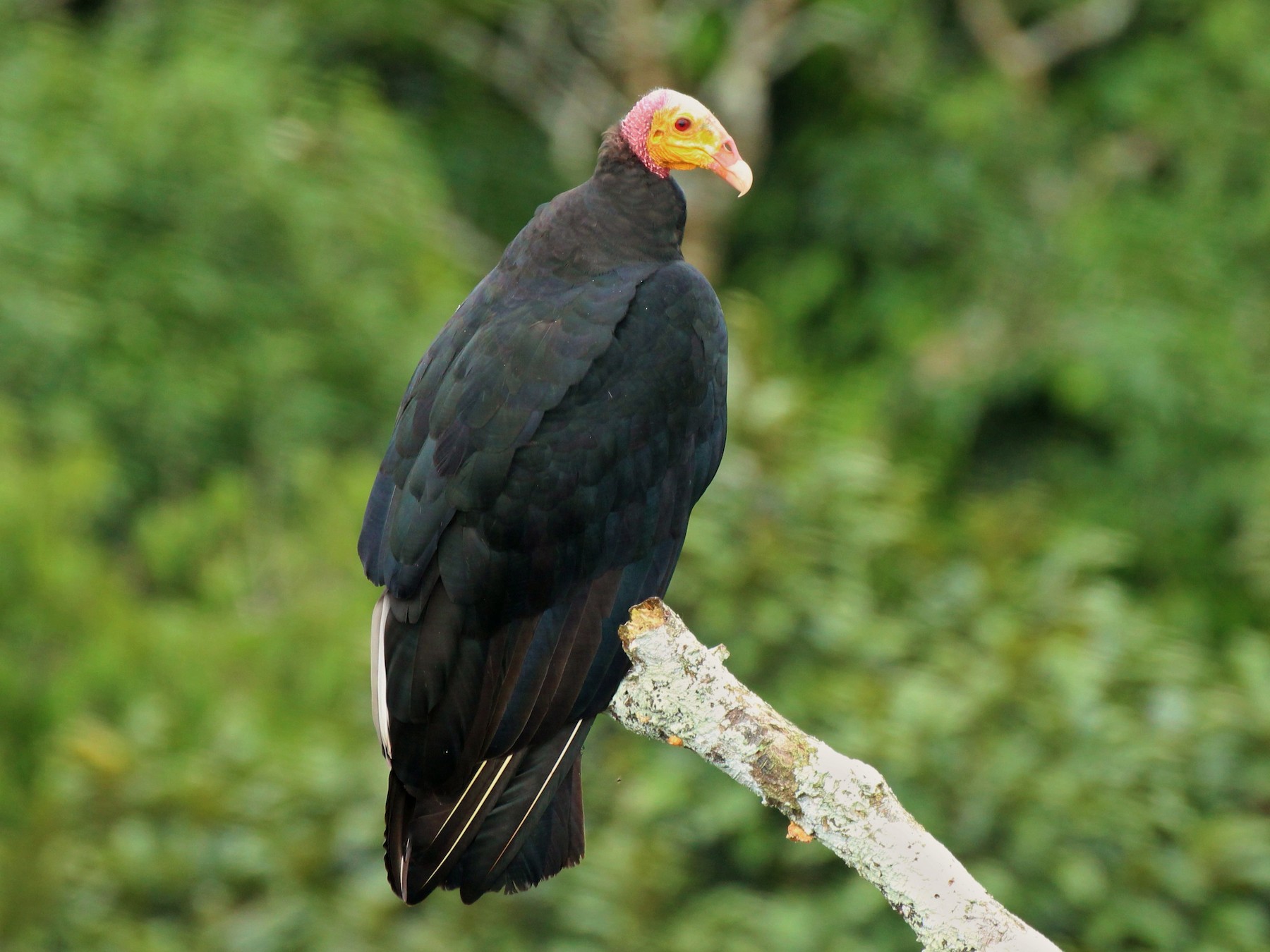 Greater Yellow-headed Vulture - Chuck Gates