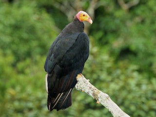  - Greater Yellow-headed Vulture