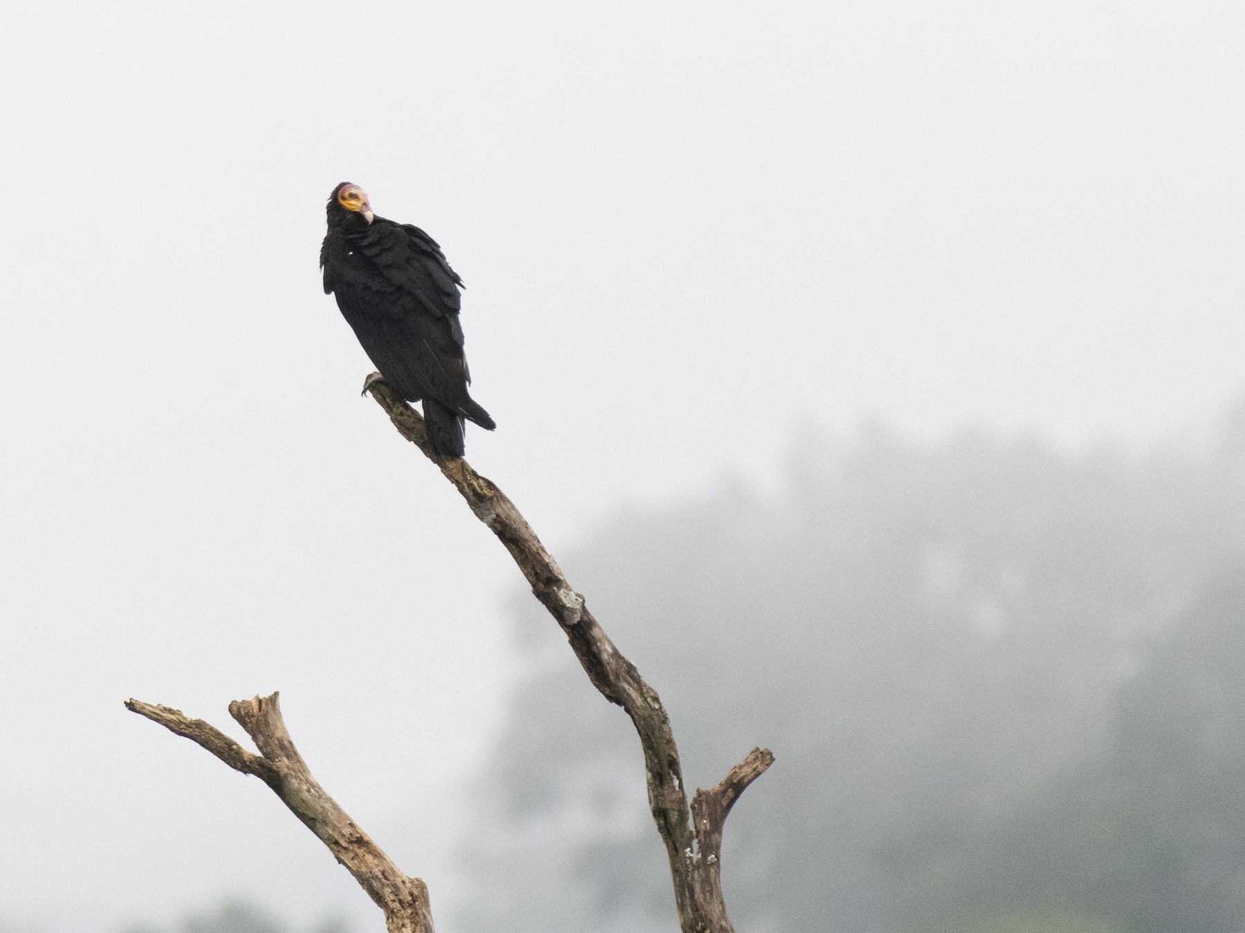 Greater Yellow-headed Vulture - EJ Jewett