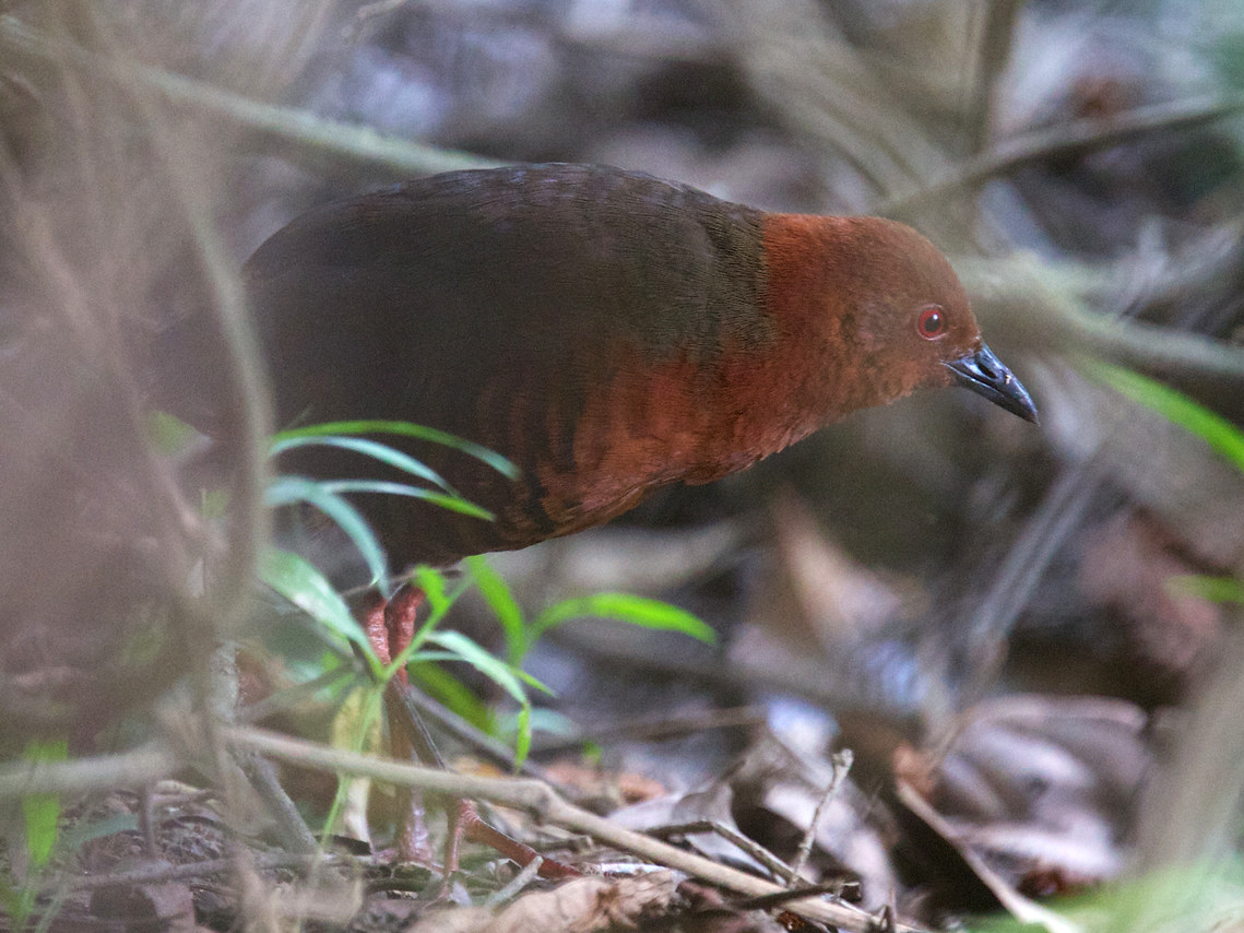 クロジマコビトクイナ - eBird