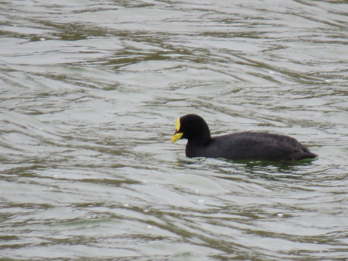 Red-gartered Coot - ML148640951