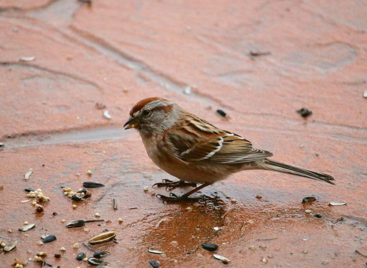 American Tree Sparrow - Kathleen Stuby