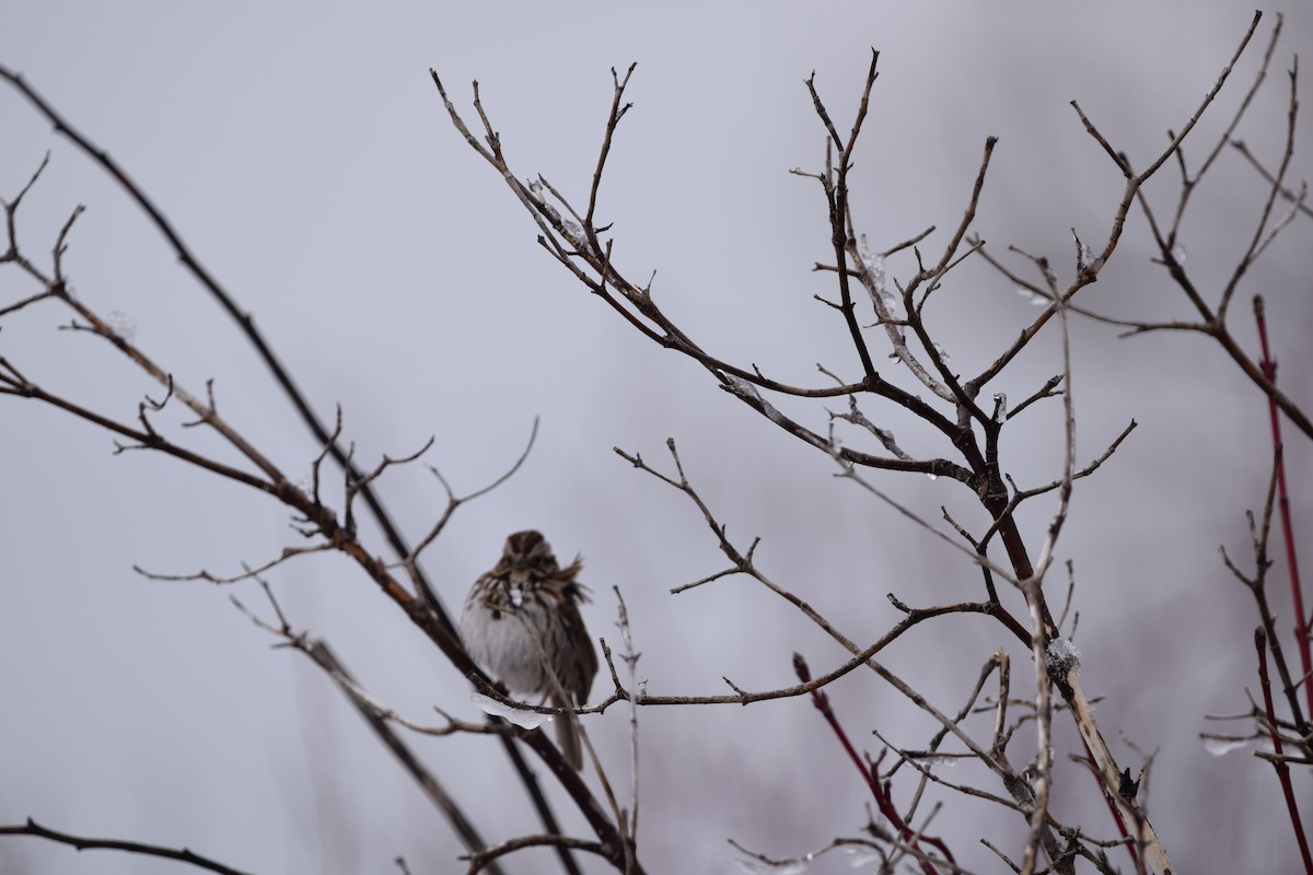 Song Sparrow - Malory Owen