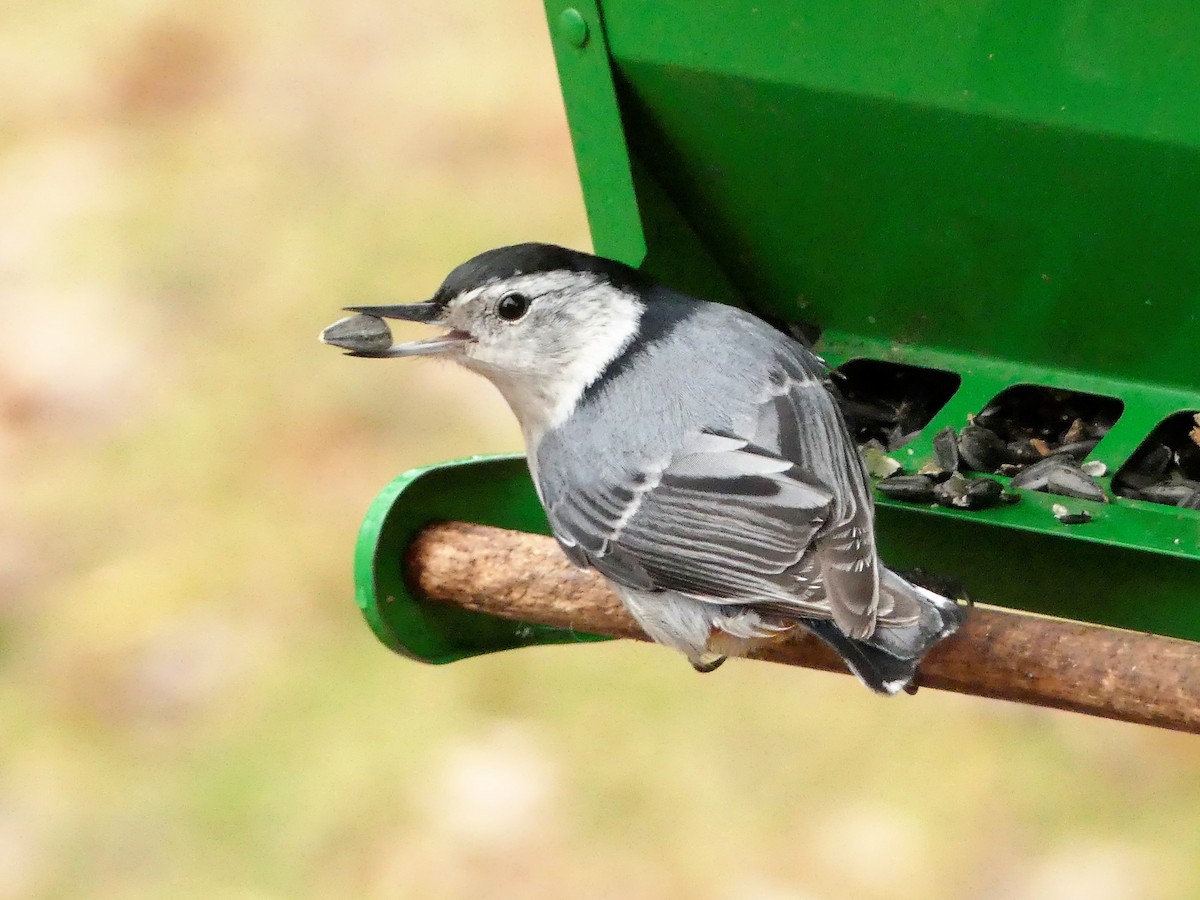 White-breasted Nuthatch - Cathy Pondelicek