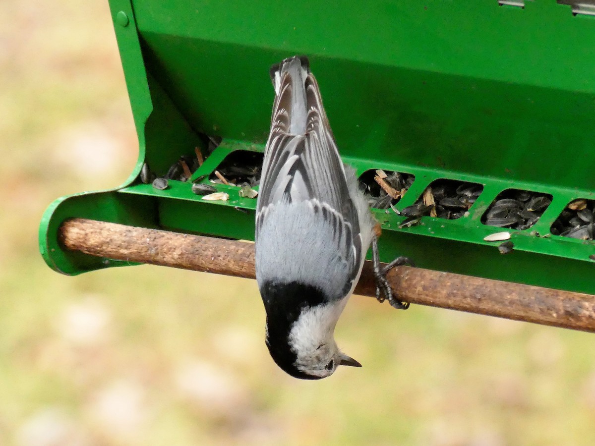 White-breasted Nuthatch - ML148647211
