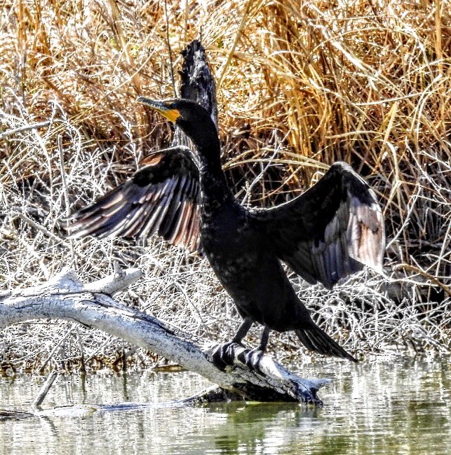 Double-crested Cormorant - Diane Roberts