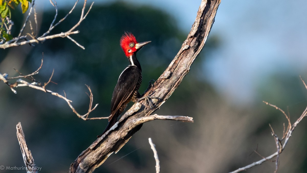 Crimson-crested Woodpecker - ML148651361