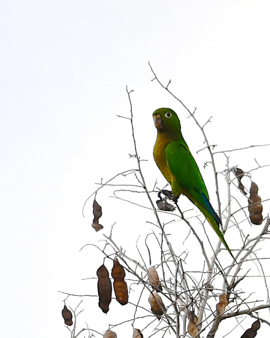 Olive-throated Parakeet - Gerald Friesen