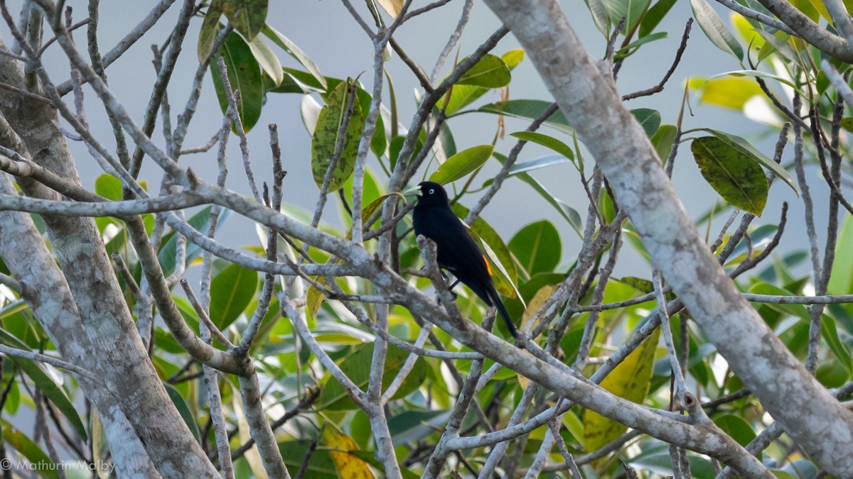 Scarlet-rumped Cacique - Mathurin Malby