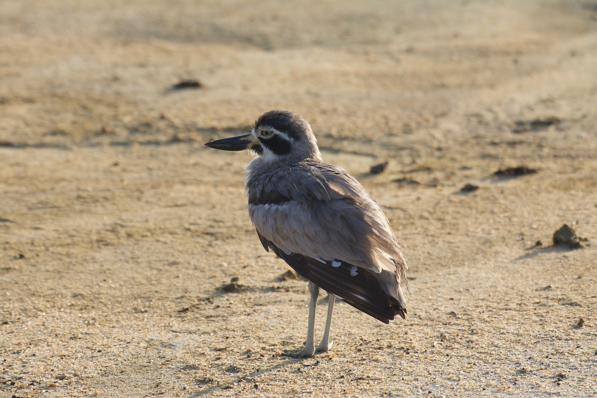 Great Thick-knee - ML148654521