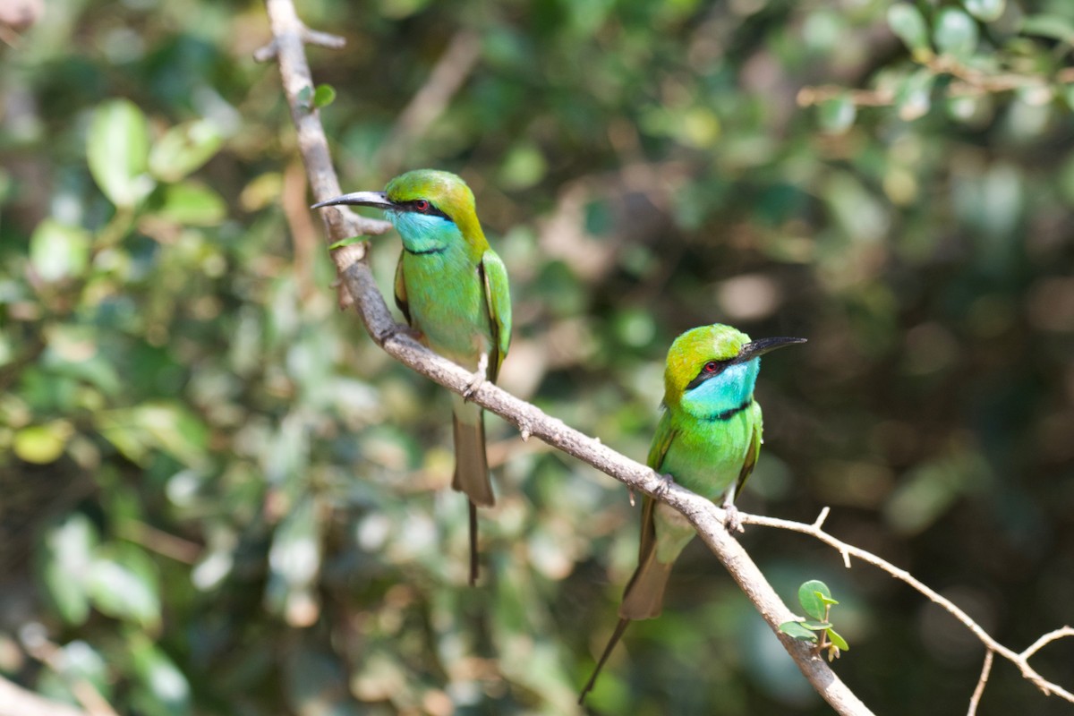 Asian Green Bee-eater - ML148654731