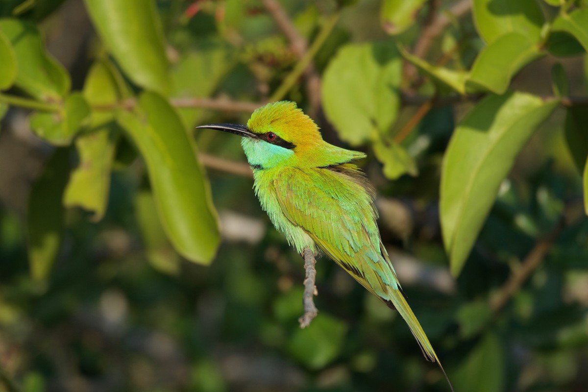 Asian Green Bee-eater - ML148654751