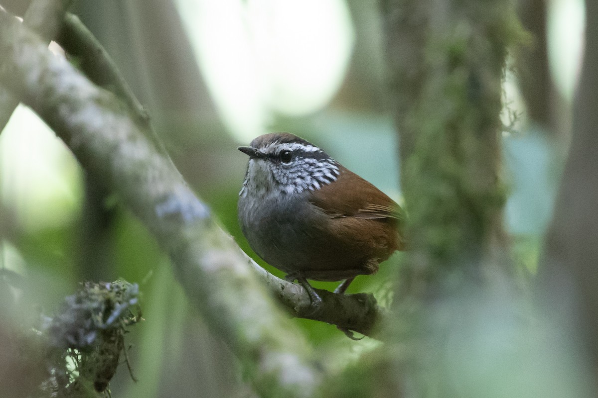 Gray-breasted Wood-Wren (Central American) - ML148657021