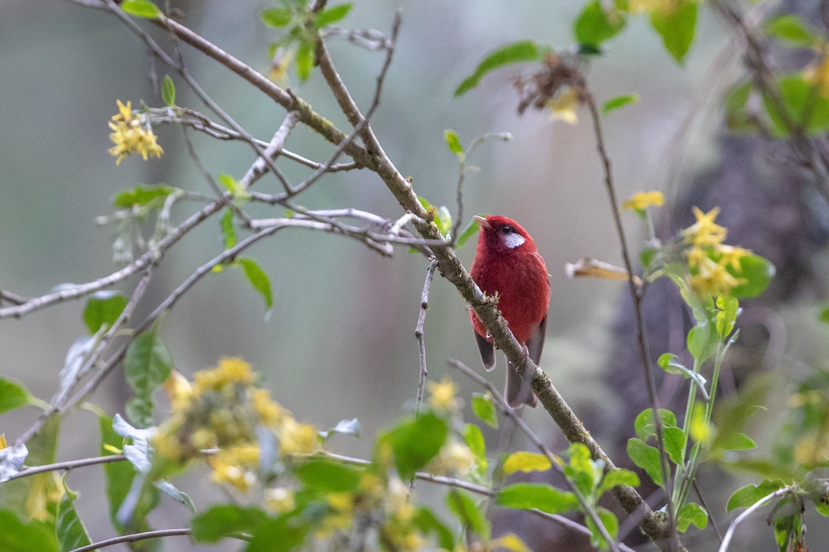 Red Warbler (White-cheeked) - ML148657111