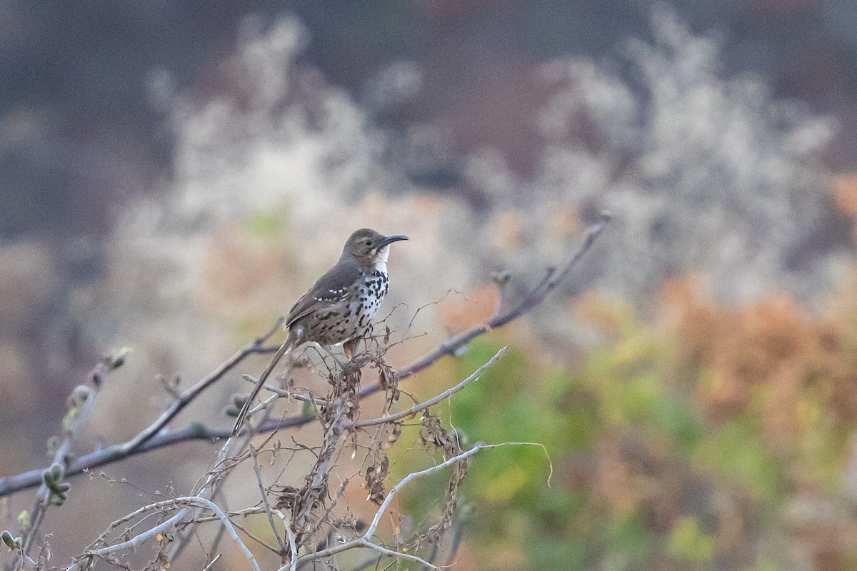 Ocellated Thrasher - Cory Gregory