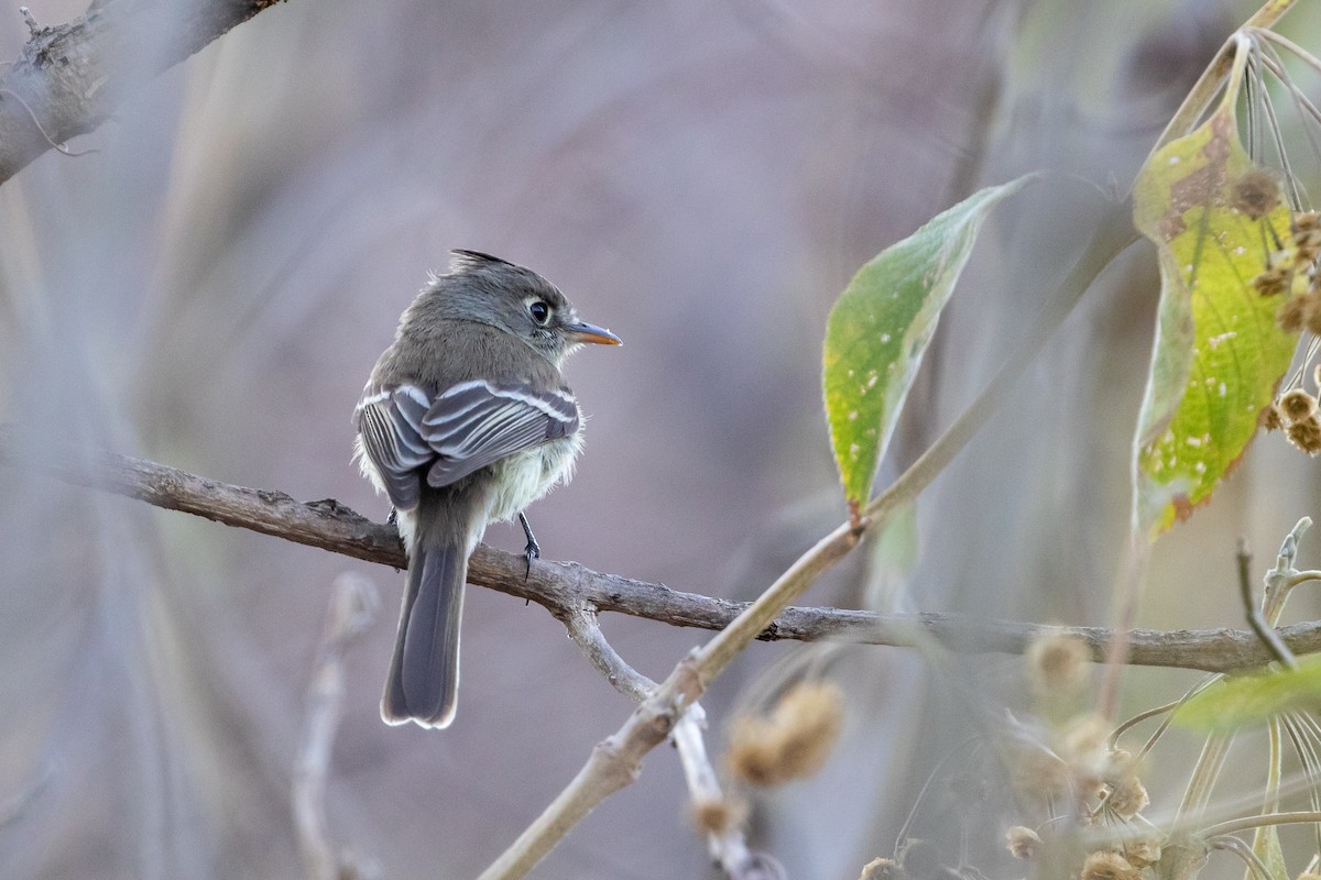 Pileated Flycatcher - Cory Gregory