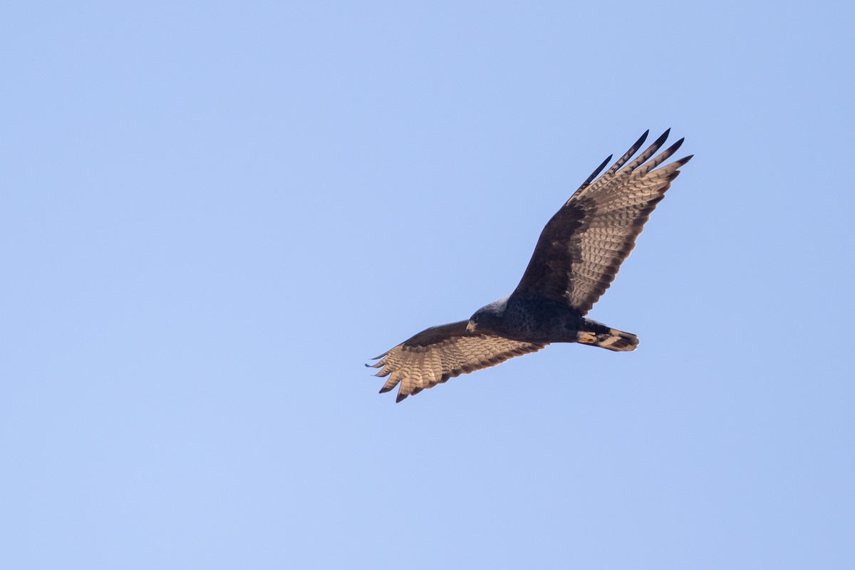 Zone-tailed Hawk - Cory Gregory