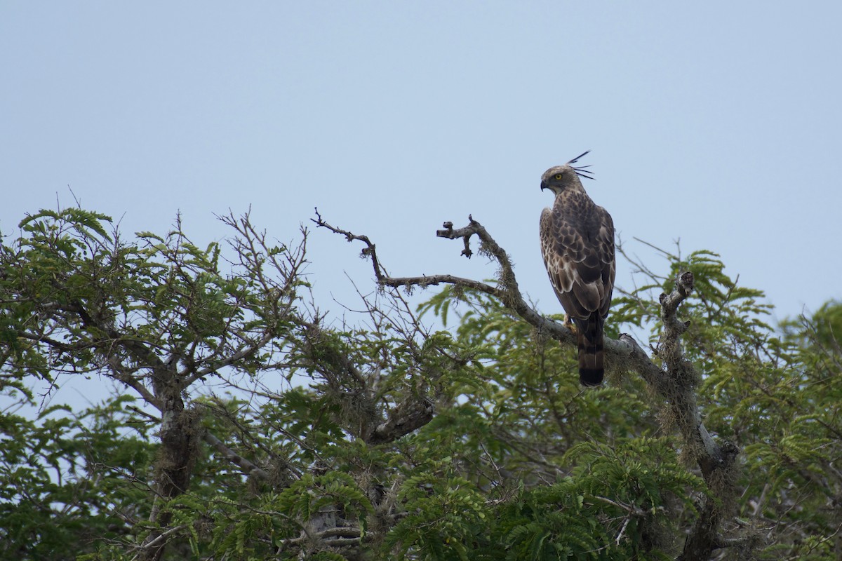 Changeable Hawk-Eagle (Crested) - ML148659851