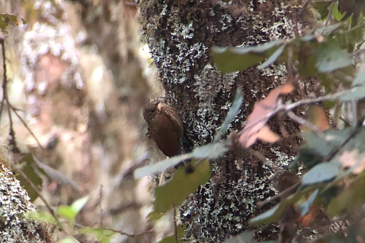 Spot-crowned Woodcreeper - Cory Gregory