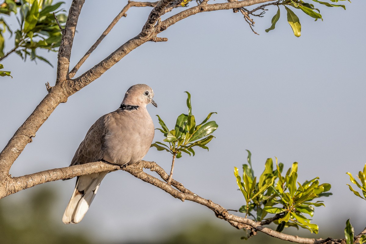 Ring-necked Dove - Peter Crook