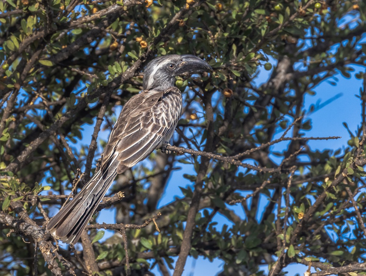 African Gray Hornbill - ML148661311