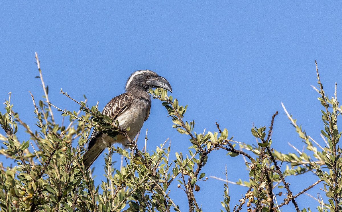 African Gray Hornbill - ML148661381