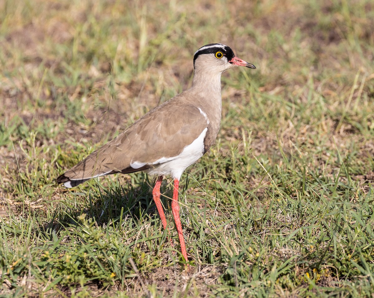 Crowned Lapwing - ML148661791