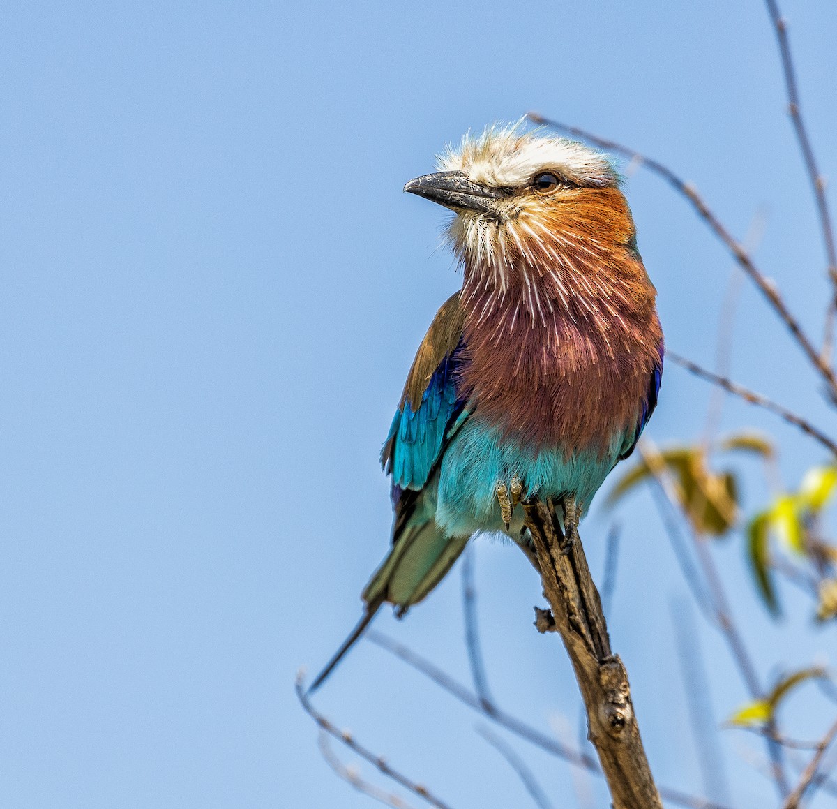 Lilac-breasted Roller - ML148662081