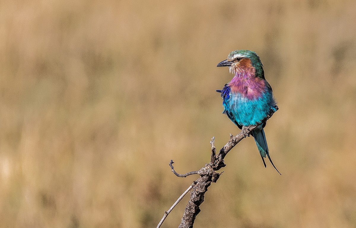Lilac-breasted Roller - ML148662131
