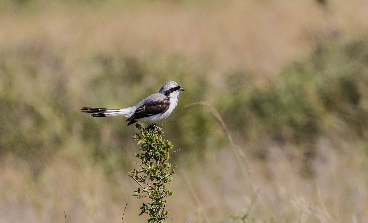 Gray-backed Fiscal - ML148662861