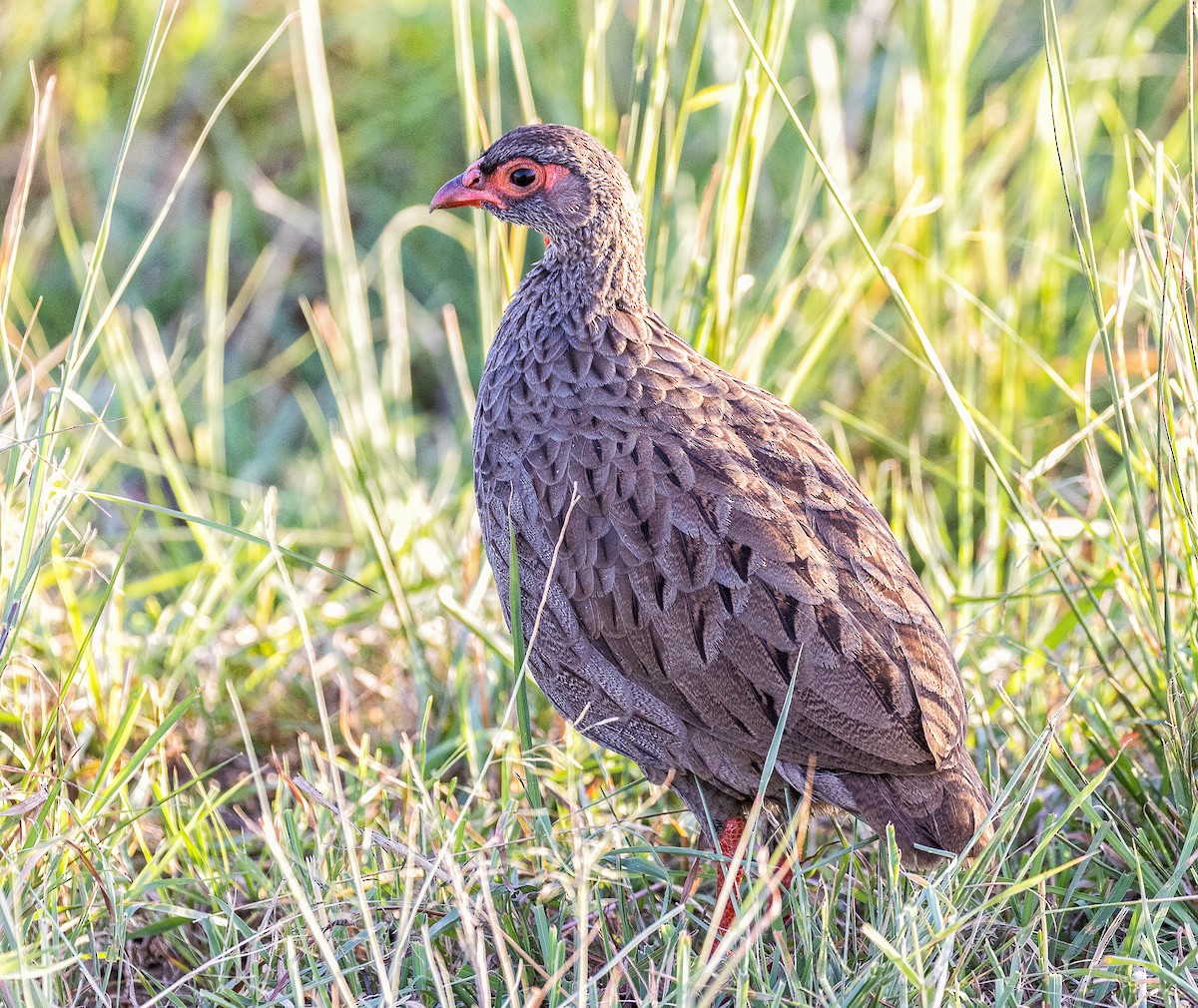 Red-necked Spurfowl - ML148664351