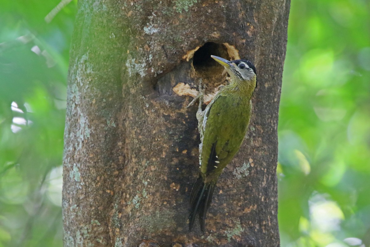 Streak-breasted Woodpecker - ML148666011