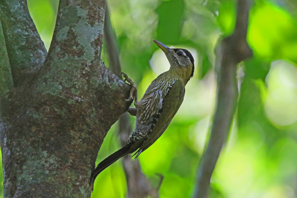 Streak-breasted Woodpecker - ML148666071