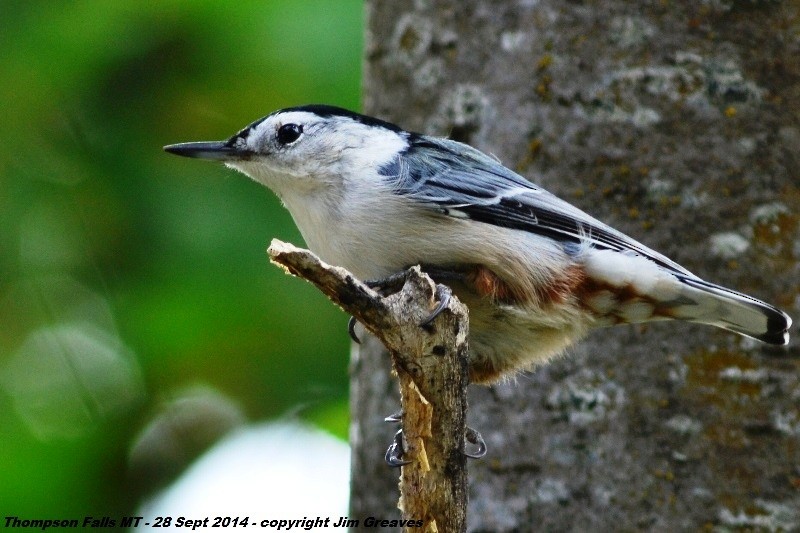 White-breasted Nuthatch - Jim Greaves