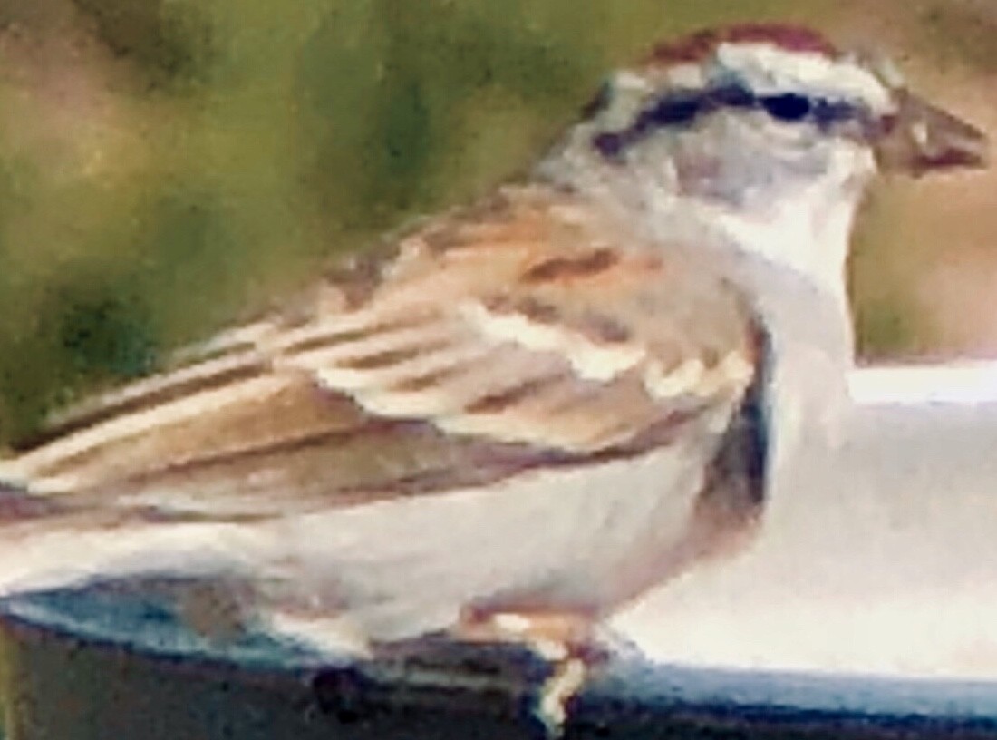 Chipping Sparrow - ML148669071