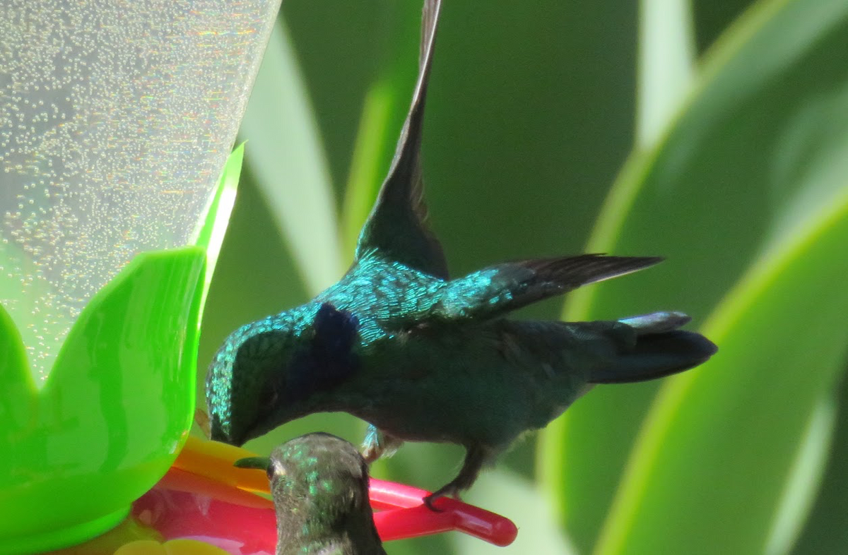 kolibřík modrouchý - ML148669171