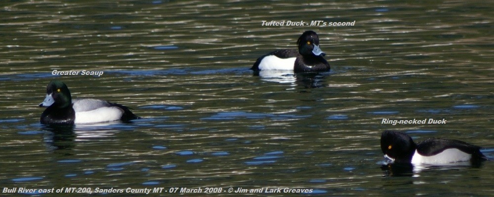 Ring-necked Duck - ML148669491