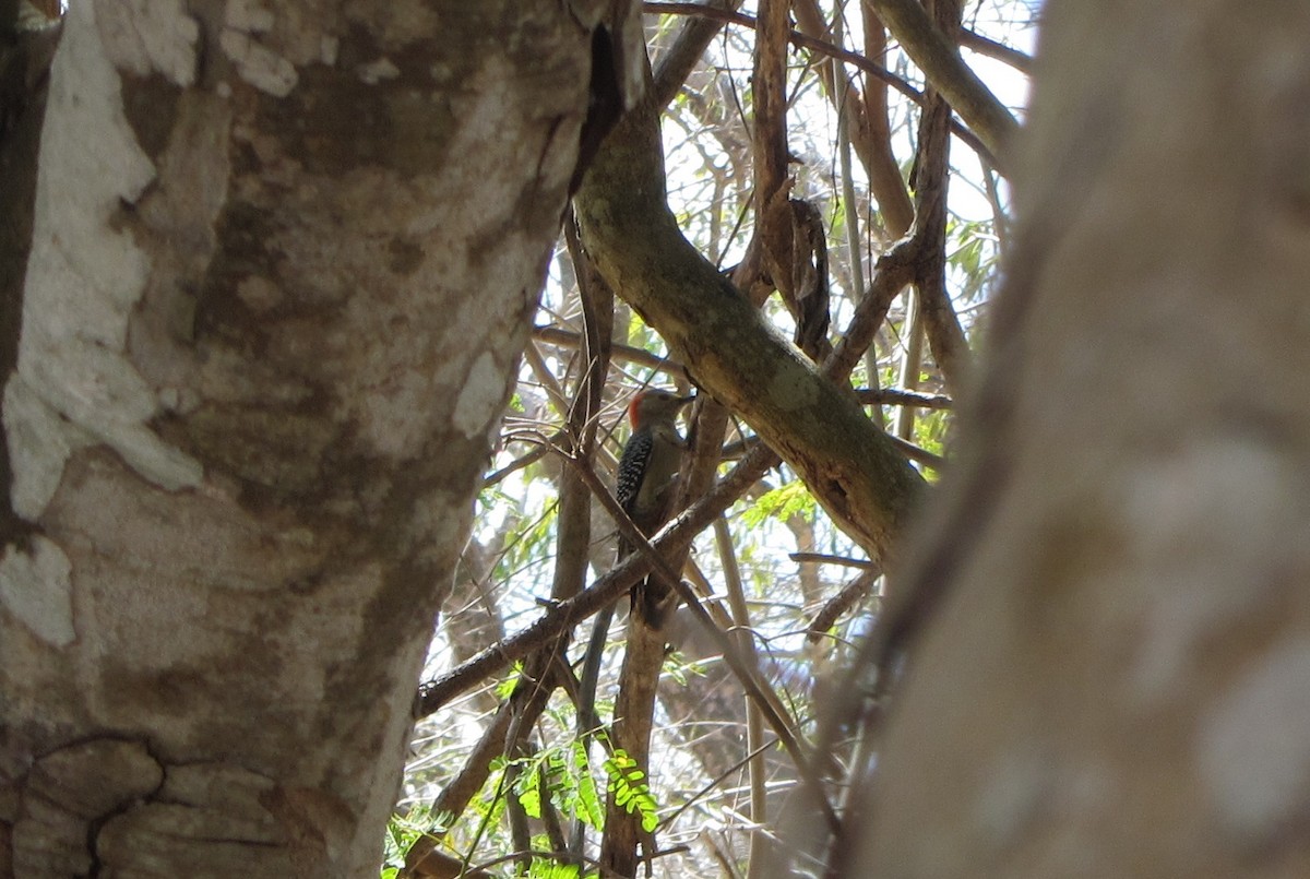 Yucatan Woodpecker - Richard MacIntosh