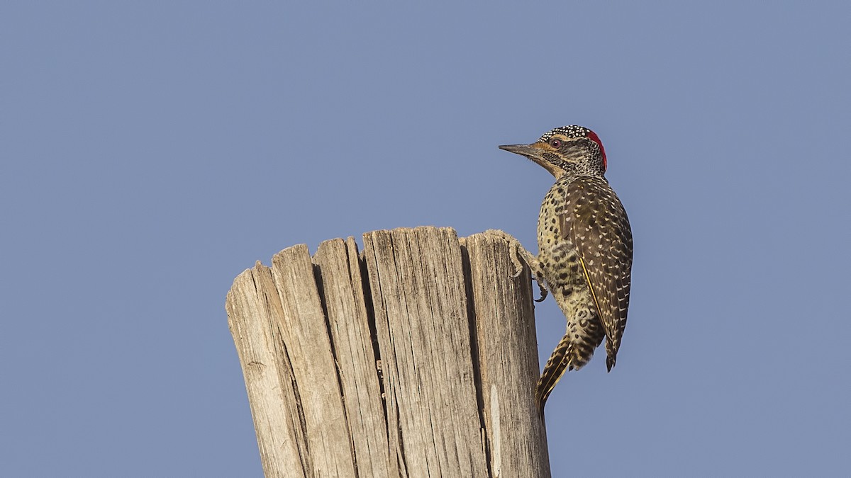 Nubian Woodpecker - H. Çağlar Güngör