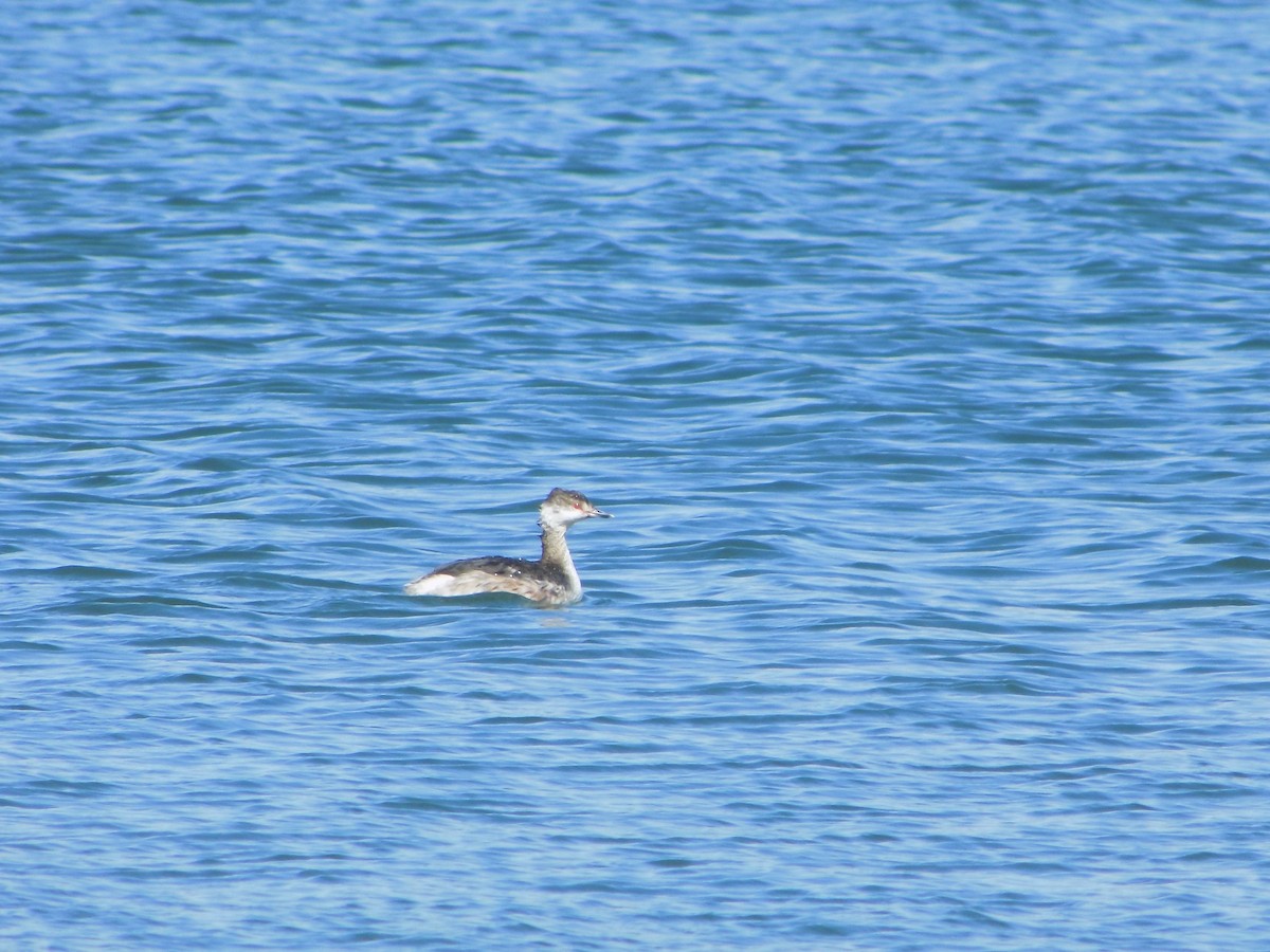 Horned Grebe - The Real Anonymous