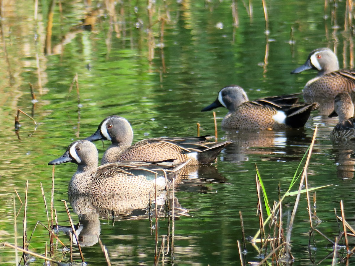 Blue-winged Teal - Adrian Dorst
