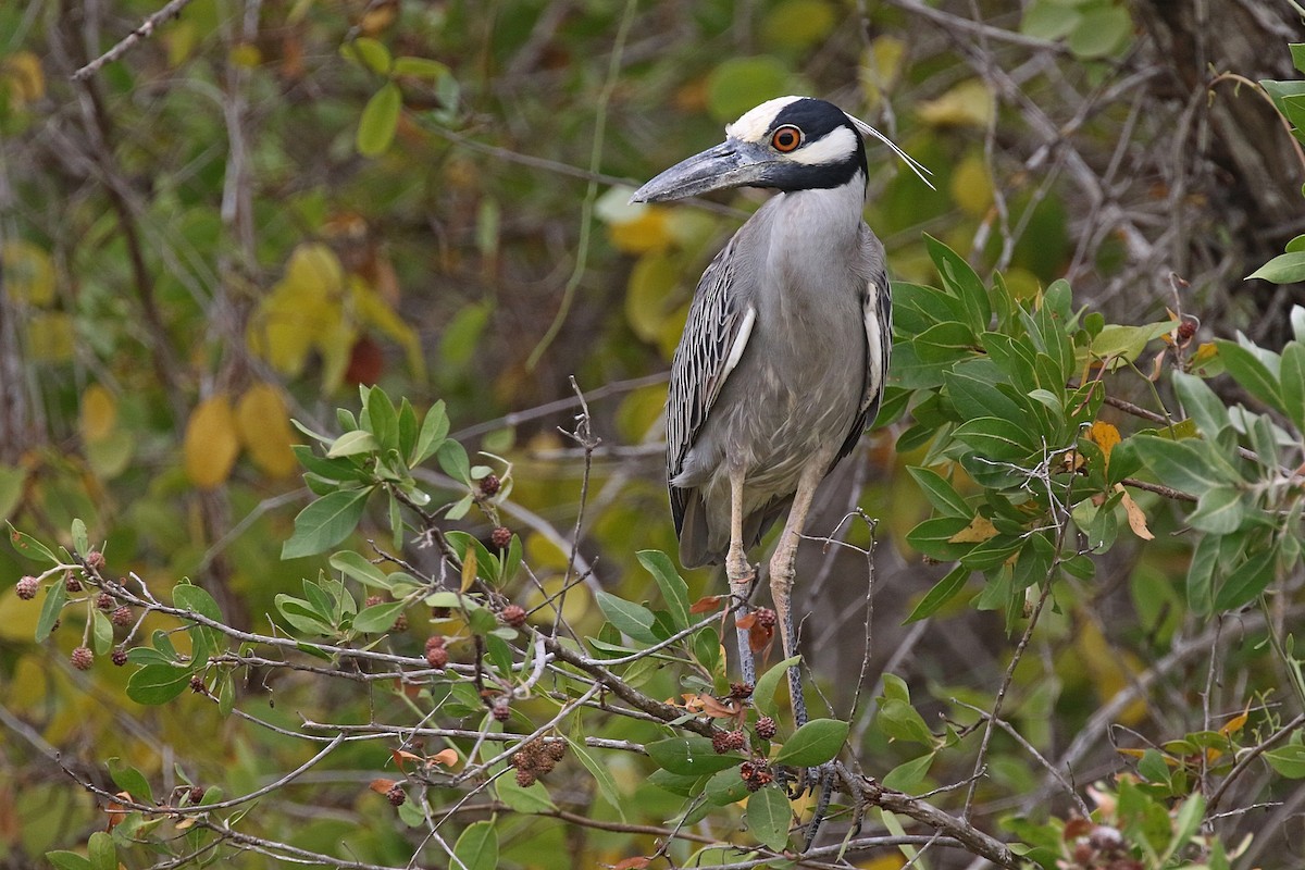 Yellow-crowned Night Heron (Yellow-crowned) - Laval Roy