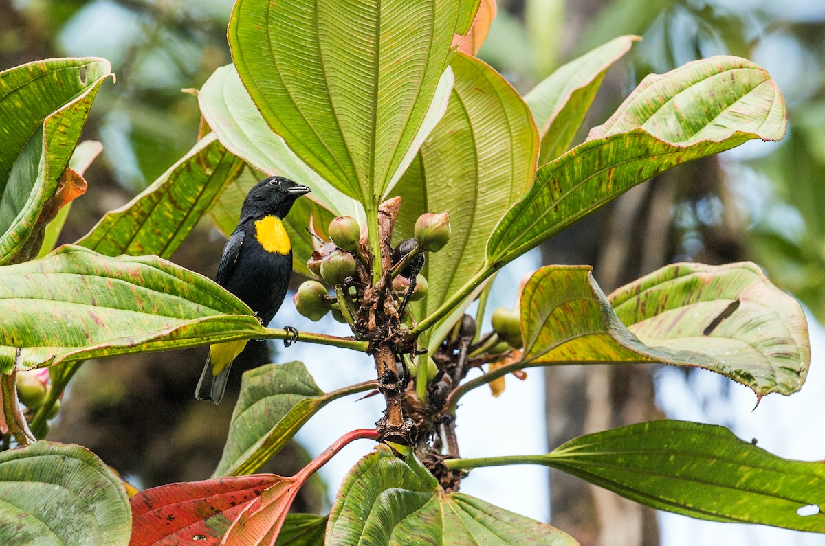 Golden-chested Tanager - Nick Athanas